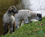 Lambs 9R12D-12